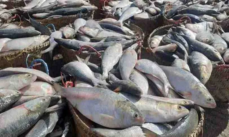 Ilish price remains high despite increased supply