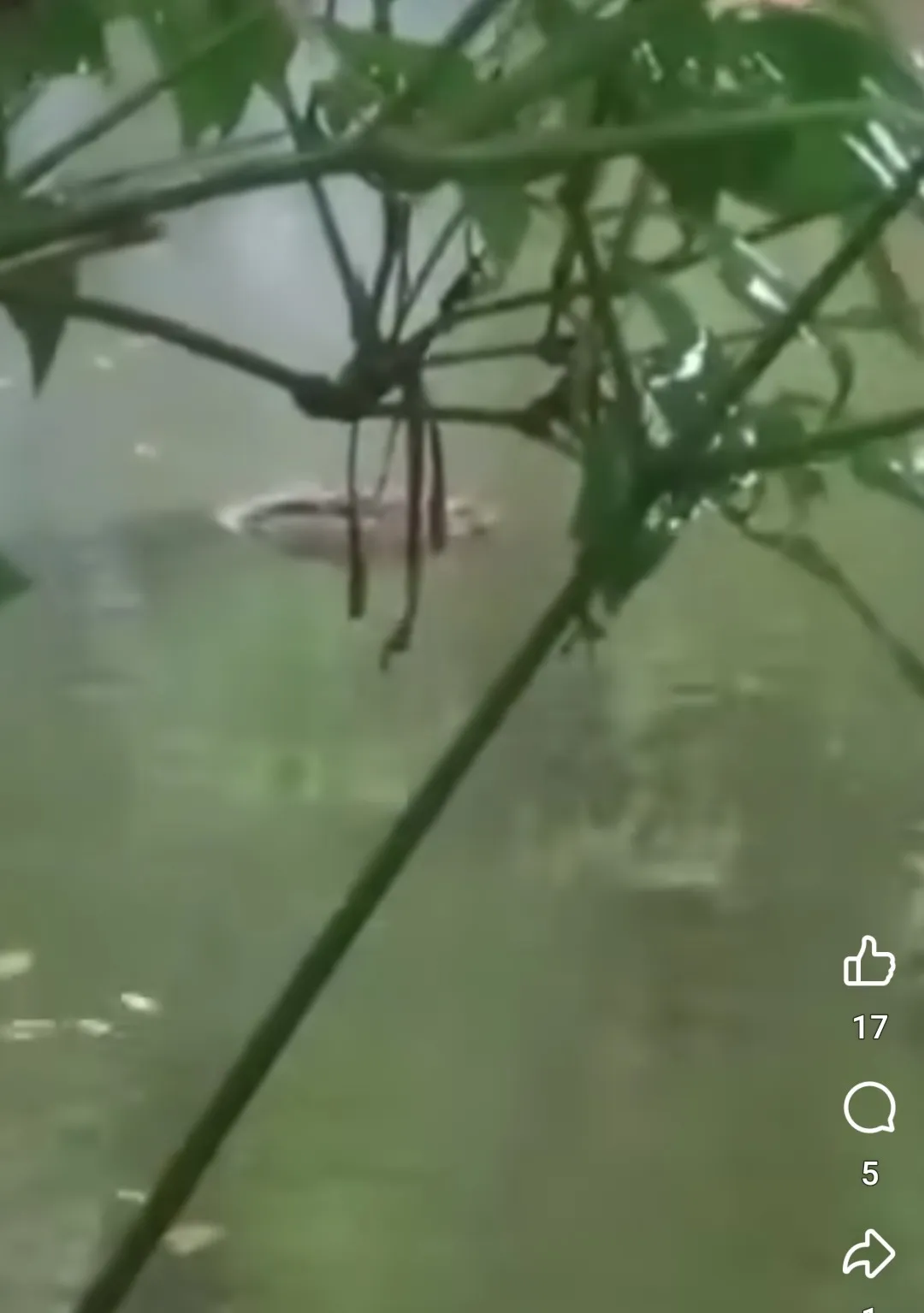 লাড়কির ঘর থেকে পুকুরে পড়ল কুমির, এলাকায় তোলপাড়