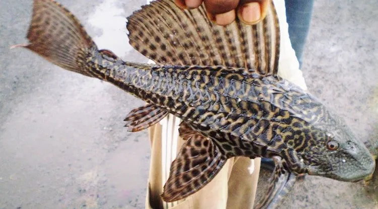 সাকার মাছ নিষিদ্ধ করে প্রজ্ঞাপন