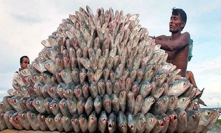 দুর্গাপূজা : ভারত যাচ্ছে ২ হাজার ৪৫০ টন ইলিশ