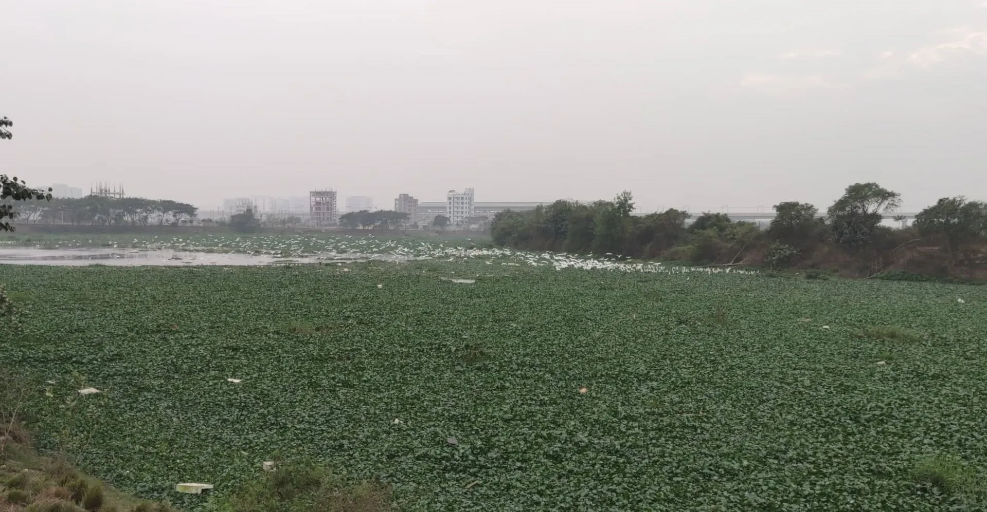 দিয়াবাড়ীর খাল যেন ধবল বকের অভয়ারণ্য