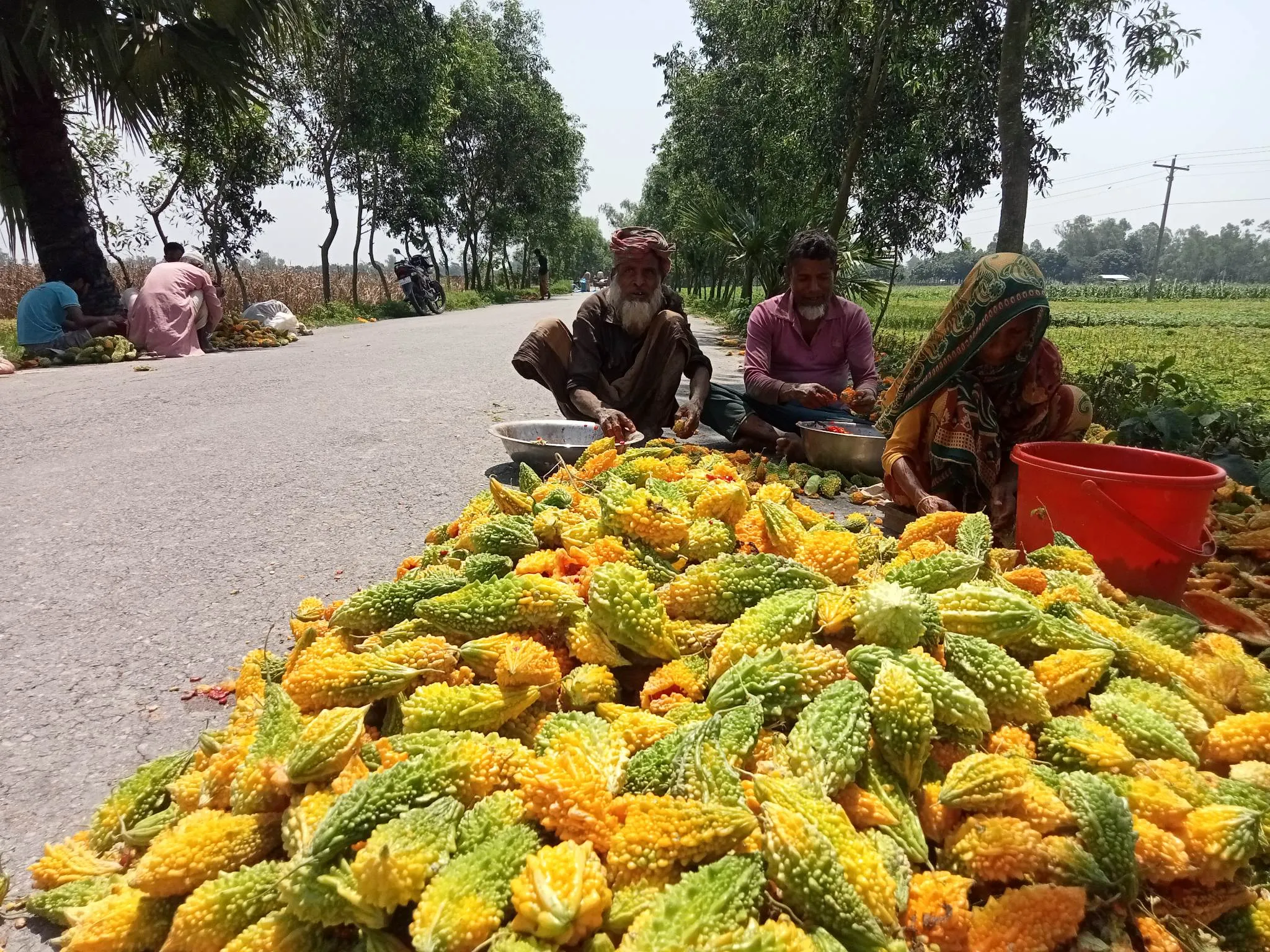 করলা বীজ উৎপাদনে স্বাবলম্বী শতাধিক কৃষক