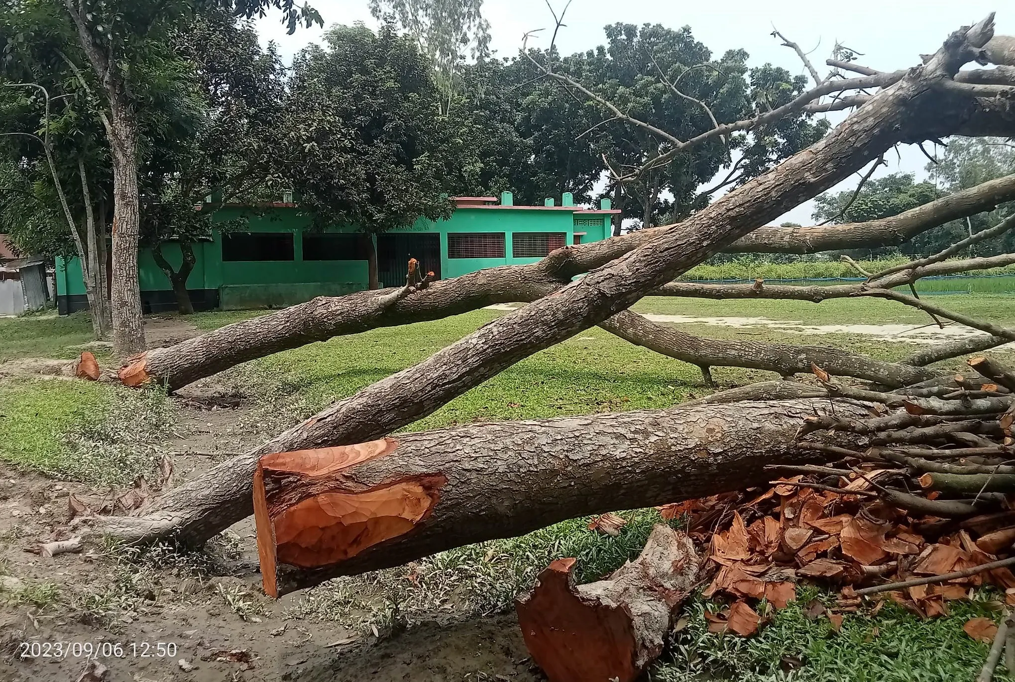 নিজের বলে দাবি করে বিদ্যালয়ের গাছ কর্তন, এলাকাবাসীর বাঁধা