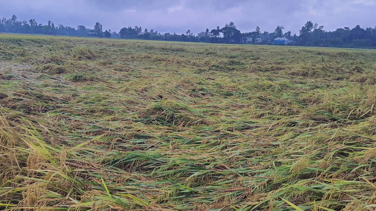 ফলোঅন এড়াতে যত রান করতে হবে বাংলাদেশকে