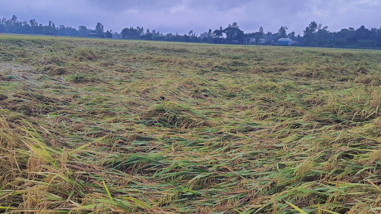 ফলোঅন এড়াতে যত রান করতে হবে বাংলাদেশকে
