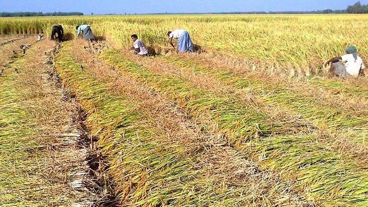 FAO to help Bangladesh in science-based agriculture: DG