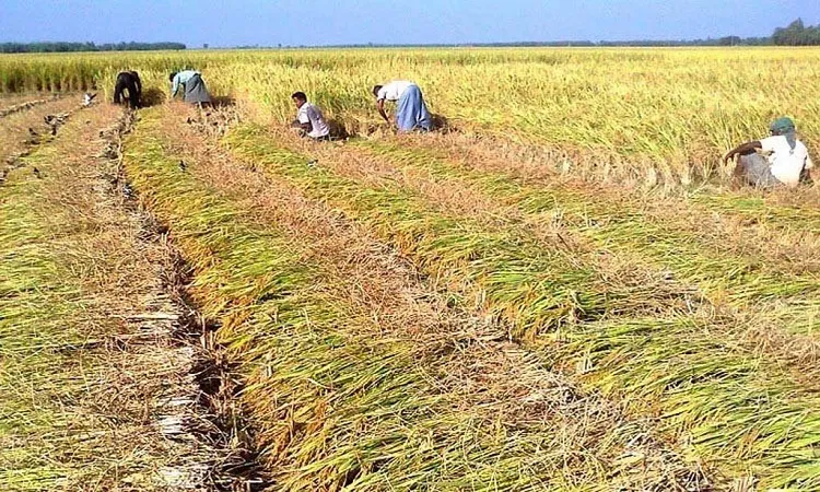 FAO to help Bangladesh in science-based agriculture: DG