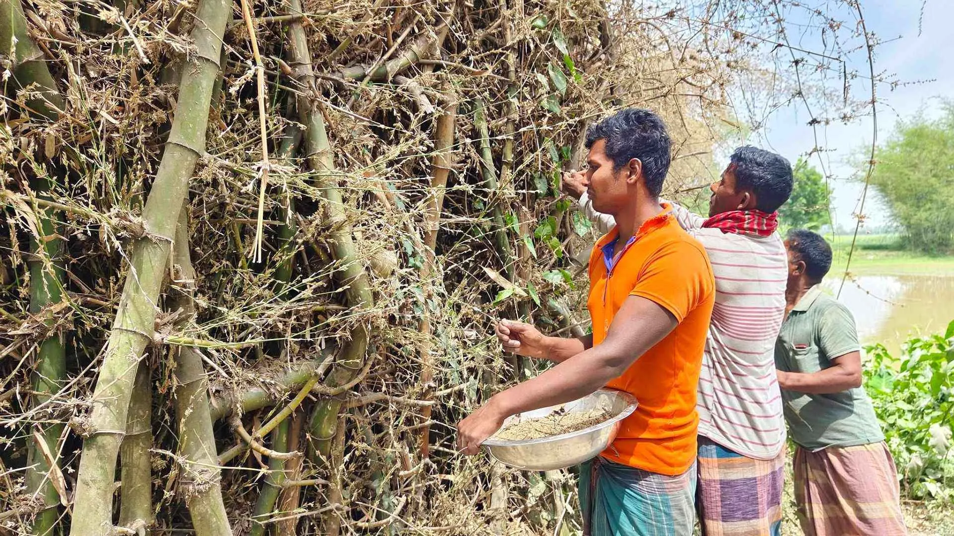 বাঁশের ফুল থেকে চাল উৎপাদন, রান্না হচ্ছে ভাত-পায়েস-খিচুড়ি