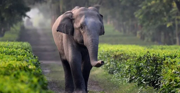 আজ বিশ্ব হাতি দিবস