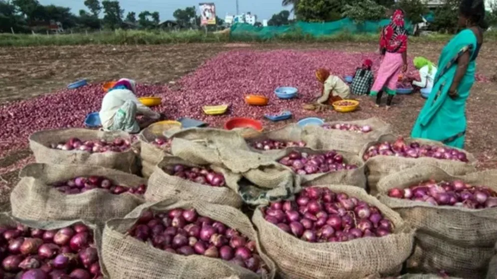 উত্তোলন সংরক্ষণে ক্ষতি ১০ লাখ টন পেঁয়াজ