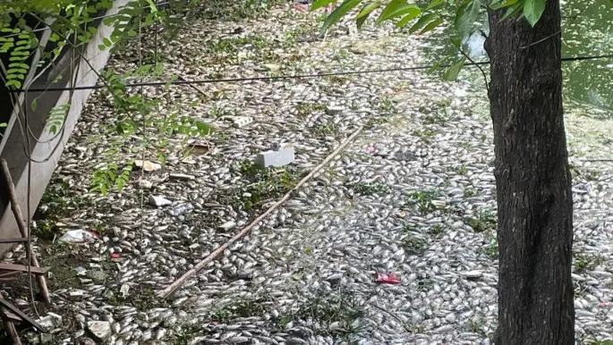 দেড় মেট্রিক টনের বেশি মরা মাছ ভেসে উঠেছে ধানমন্ডি লেকে