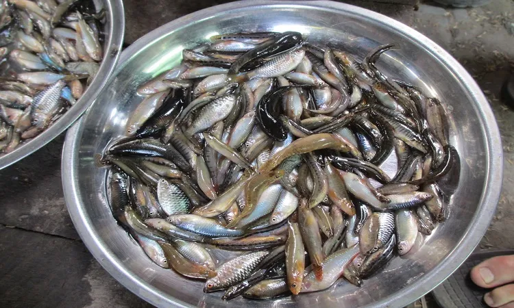 64 indigenous species of fish are extinct