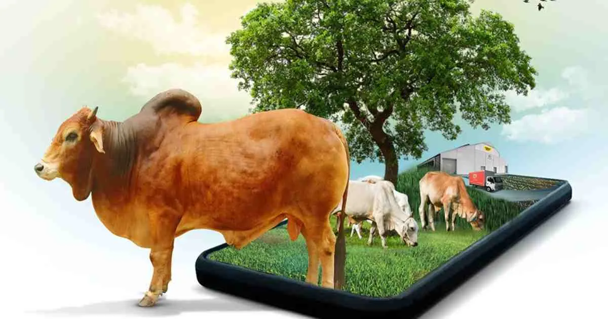 অনলাইনে কেনা পশু পছন্দ না হলে ফেরত পাবেন টাকা