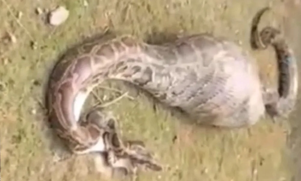 সুন্দরবনের অজগর গিলে গেল কৃষকের আস্ত ছাগল