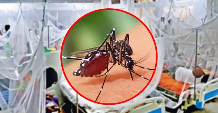 ঢাকার বাইরে বাড়ছে ডেঙ্গু রোগী, ভয়াবহ রূপ নেওয়ার শঙ্কা