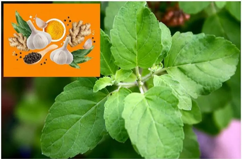 শীতে রোগ প্রতিরোধ ক্ষমতা বাড়ায় ৫ মশলা