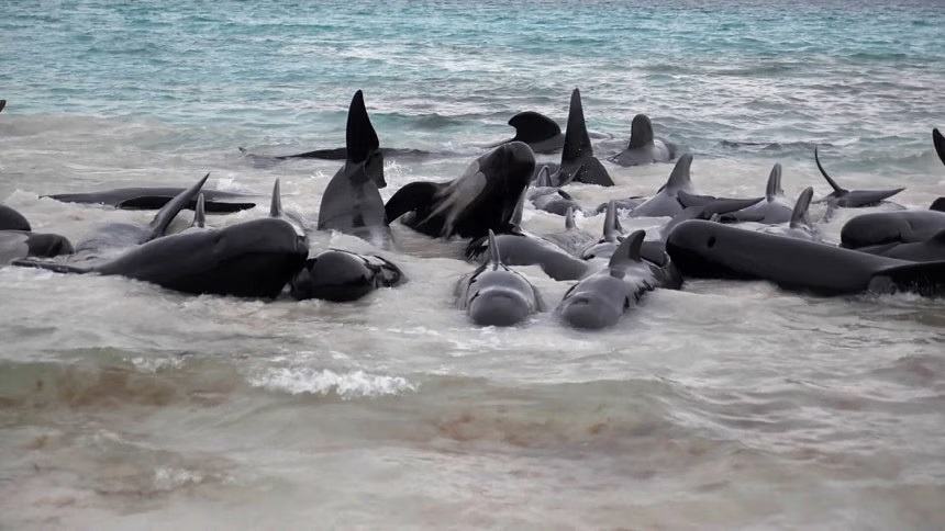 51 pilot whales dead after beaching in Western Australia