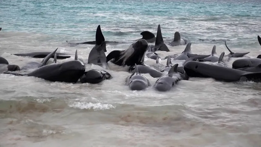 51 pilot whales dead after beaching in Western Australia