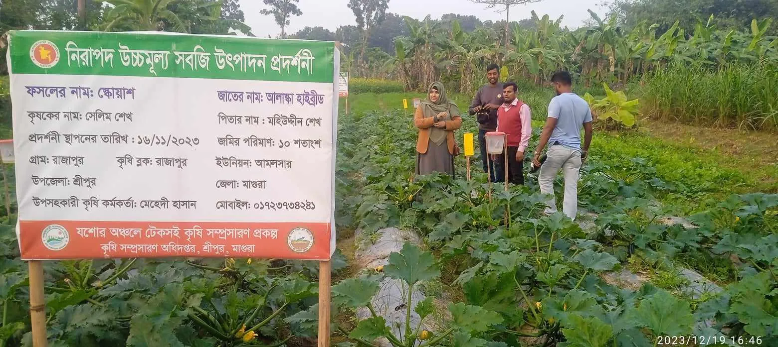 মাগুরায় বিদেশি সবজি স্কোয়াশ চাষে কৃষকদের আগ্রহ বাড়ছে