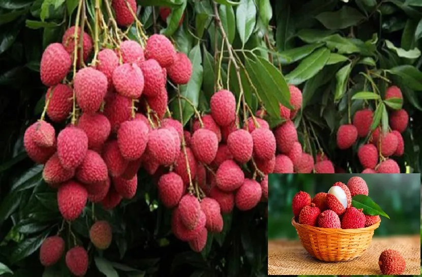 লিচুর উপকারিতা