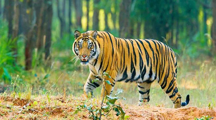 ইতিহাসের এই দিনে: বিশ্ব বাঘ দিবস