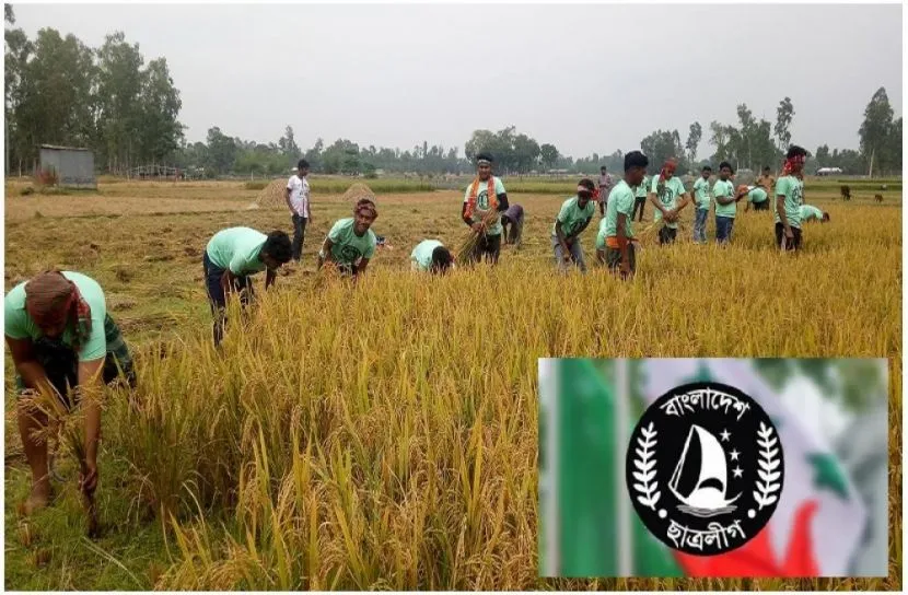 কুড়িগ্রামে স্বেচ্ছাশ্রমে ধান কেটে দিল ছাত্রলীগ