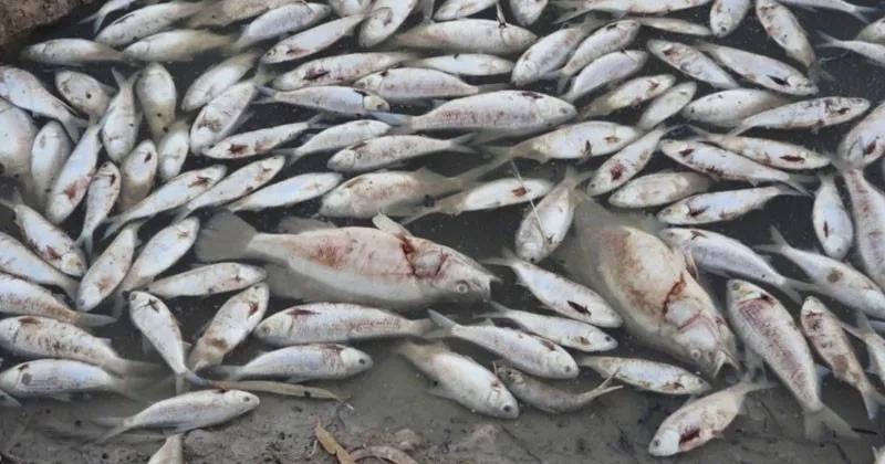 অস্ট্রেলিয়ায় হঠাৎ লাখো মাছের মৃত্যু