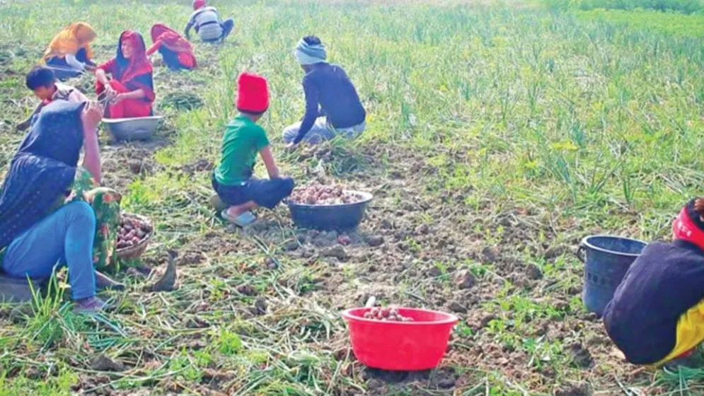 পেঁয়াজের বাজারে সিন্ডিকেটের দৌরাত্ম্য, দেখেও দেখছে না প্রশাসন