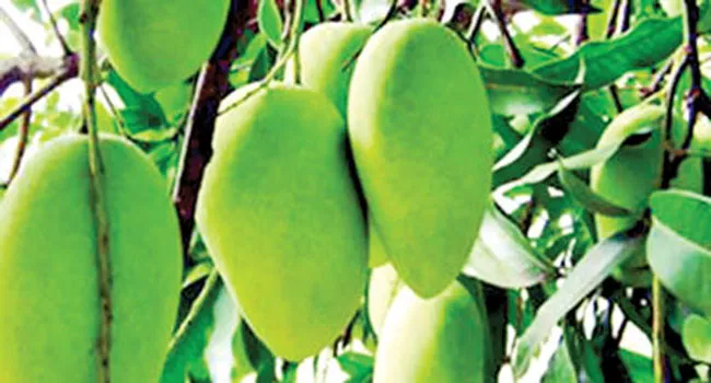 ফজলি আমের জিআই স্বত্ব নিয়ে নতুন ঘোষণা