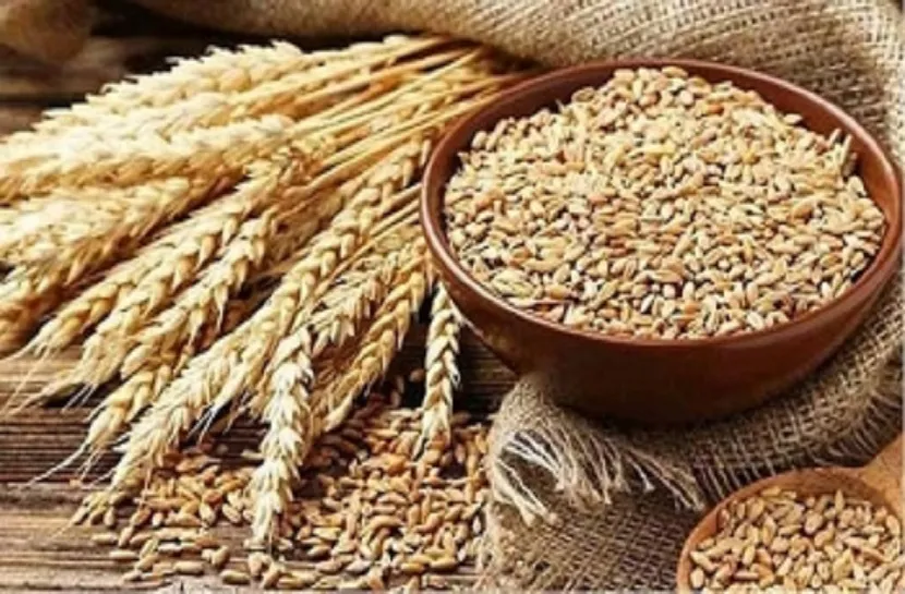 বিশ্ববাজারে বাড়ছে গমের দাম