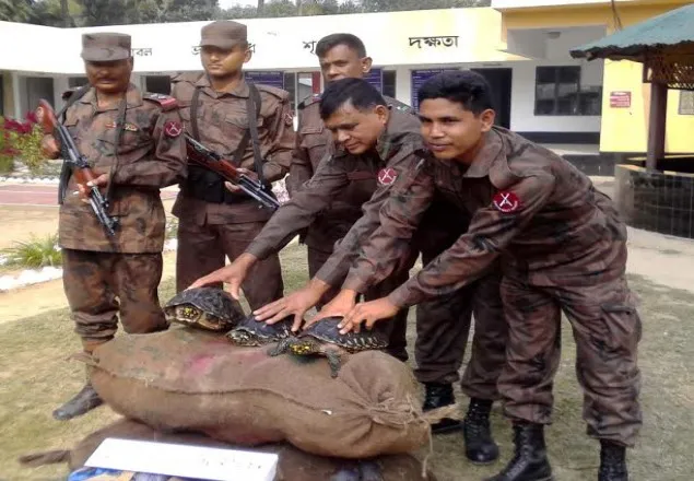 বেনাপোলে ১০০টি রঙিন কচ্ছপের চালান আটক করেছে বিজিবি
