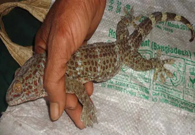 ‘হাঁস পা’ হলে হাজার কোটি টাকা!