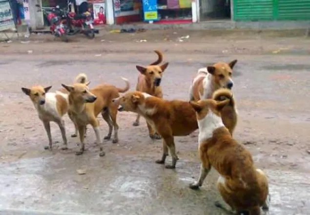 যশোরের চৌগাছায় কুকুরের কামড়ে অর্ধশত আহত