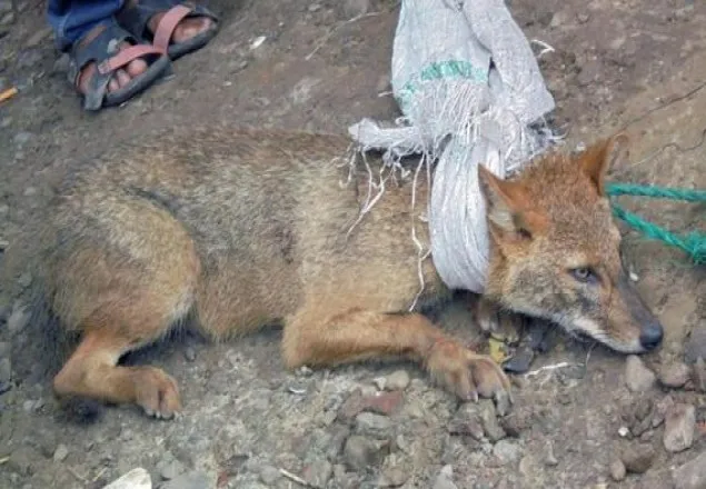 শিয়ালের কামড়ে আহত ১০