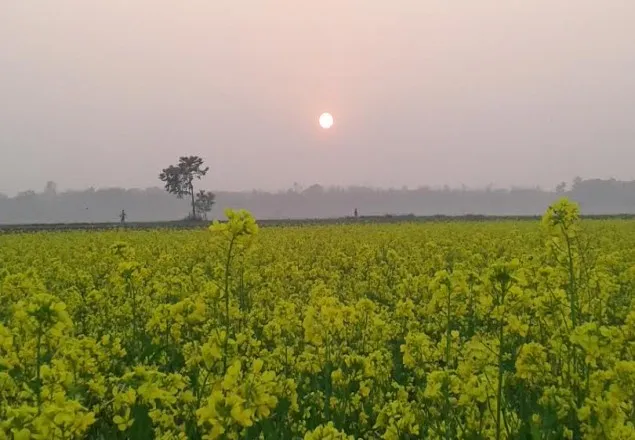 কুষ্টিয়ায় বিনা চাষে সরিষা আবাদে কৃষকদের সাফল্য