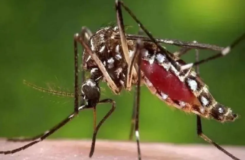 মশাবাহিত ৭ রোগ থেকে সাবধান থাকুন
