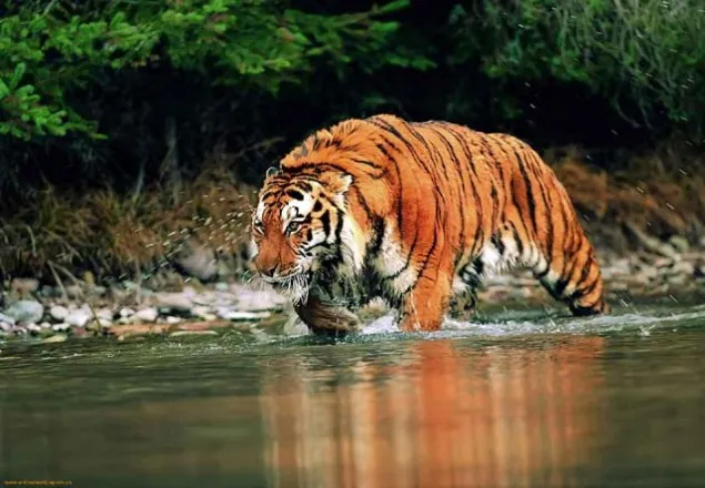 সুন্দরবনে বাঘের সংখ্যা ১০৬
