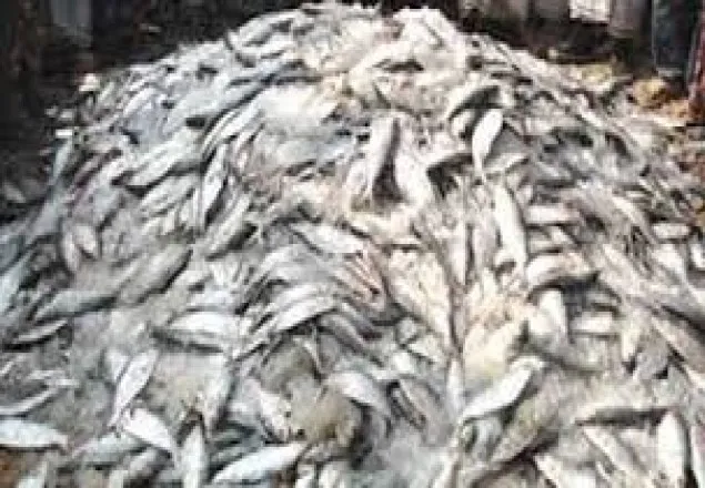 মুন্সীগঞ্জে অভিযান চালিয়ে ১৫ মন জাটকা জব্দ