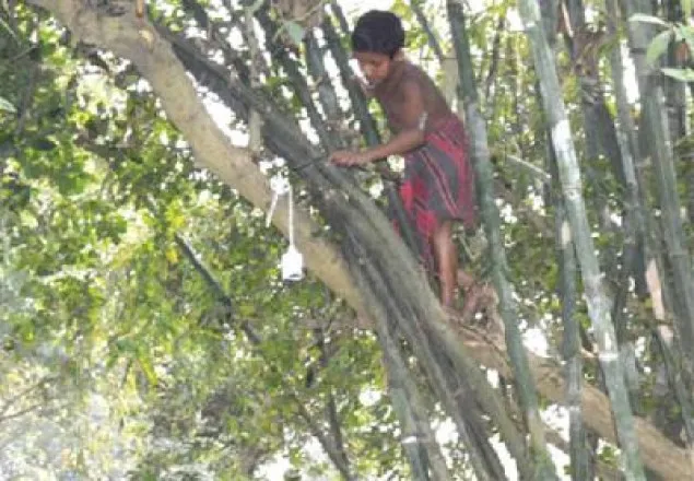 বাঁশঝাড়ে সিসি ক্যামেরা বসিয়ে মাদক ব্যবসা