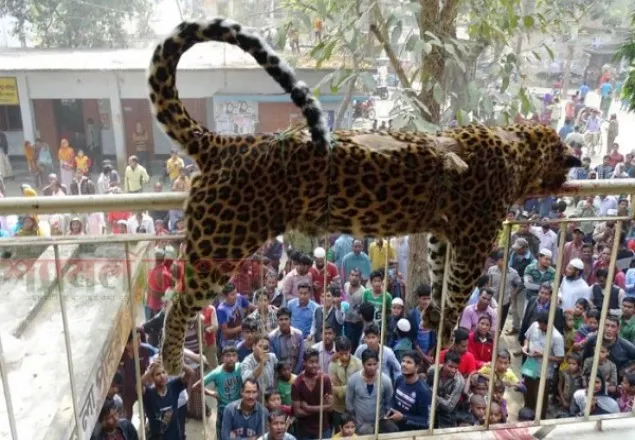 শেরপুরে বাঘের থাবায় মেয়র আহত,পিটুনিতে বাঘ নিহত