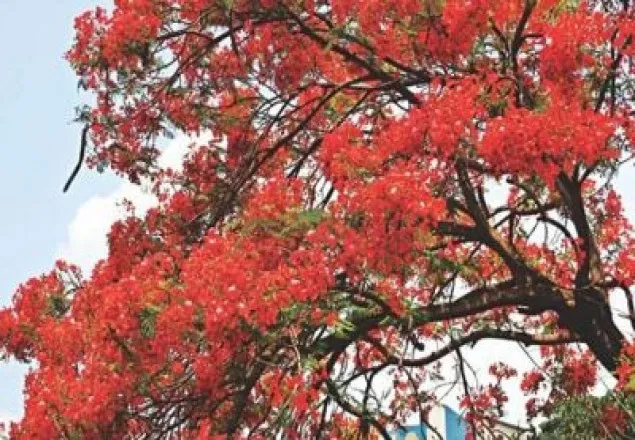 ঋতুরাজ বসন্তের আগমন