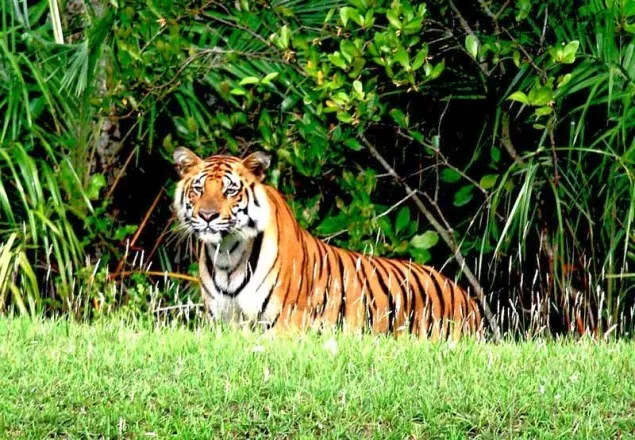 আজ সুন্দরবন দিবস