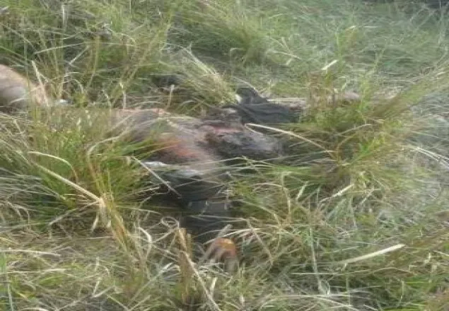 বাবুর্চিকে পৈশাচিকভাবে হত্যার পরে এসিড নিক্ষেপ