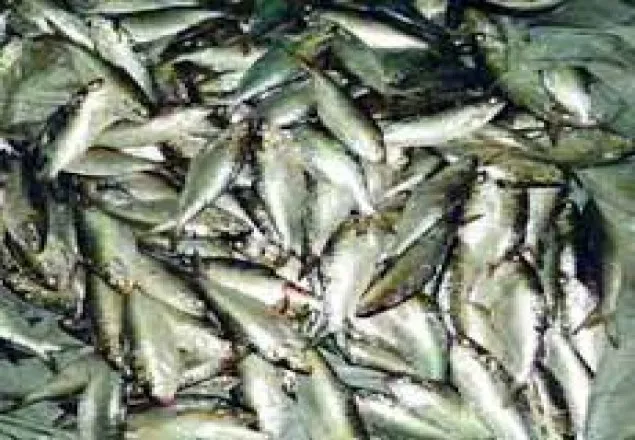 মেঘনা নদীতে ১৫ মণ জাটকা জব্দ