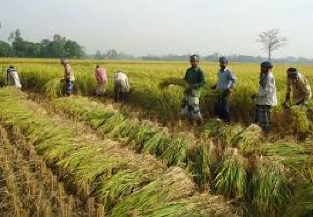 আমন ধানের বাম্পার ফলন ঝালকাঠিতে