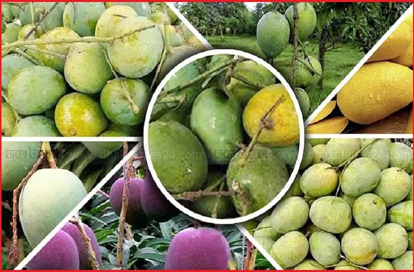গাছপাকা আম চেনার উপায়