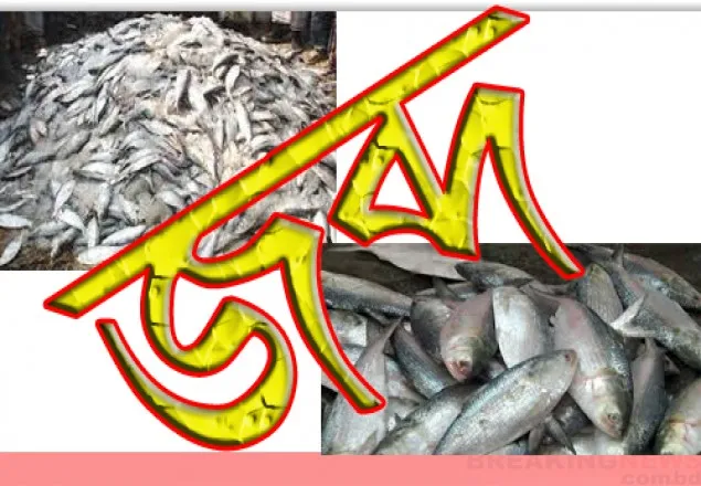 বগুড়ায় জাটকা ইলিশ জব্দে অভিযান