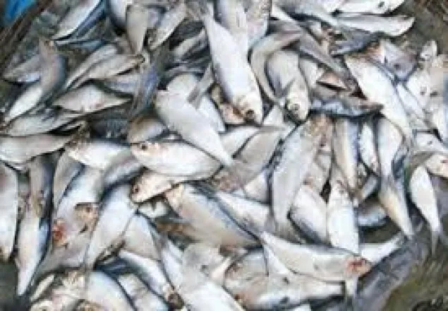 মুন্সীগঞ্জে আড়াই হাজার কেজি জাটকাসহ আটক ২
