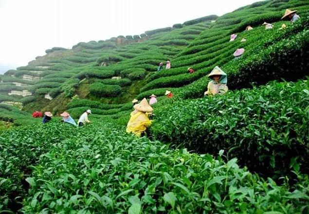 চা উত্পাদনে নতুন রেকর্ড হবে-২০১৬ তে