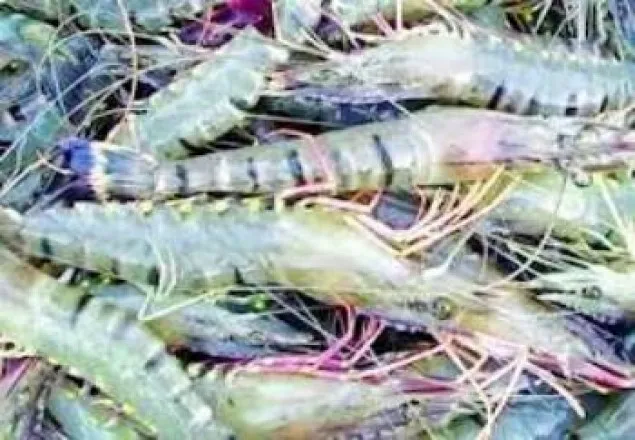 চিংড়িজাত পণ্যের বাজার সম্প্রসারণে প্রবাসীদের প্রতি আহ্বান